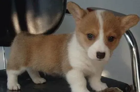 柯基犬|怎样让柯基犬保持相对的安静