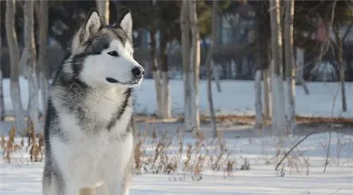 短毛阿拉斯加雪橇犬大小 雄性体重在85磅 | 阿拉斯加雪橇犬