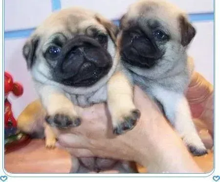 巴哥犬|巴哥犬打完第一针疫苗后拉稀怎么办