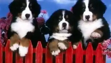 伯恩山犬|伯恩山犬眼角红，眼屎多应怎么治疗 是狗瘟吗