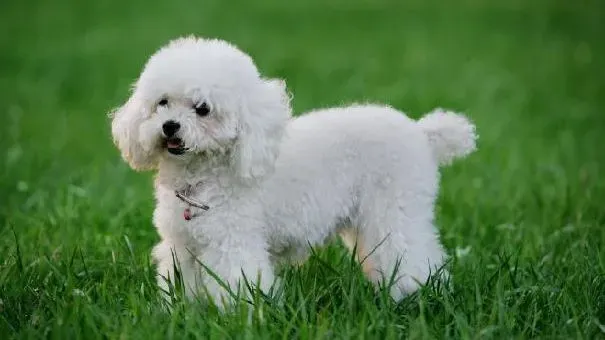 贵宾犬|贵宾犬吃草的原因 贵妇犬缺乏微量元素要警惕