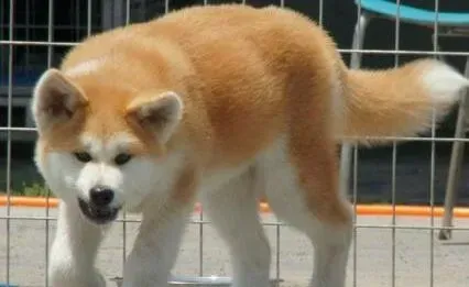 秋田犬|秋田犬有白色黏状的眼屎是怎么回事