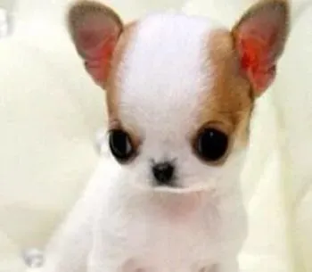 吉娃娃|吉娃娃幼犬的五个标准饲养方法