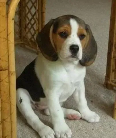 比格犬|狗狗保健圣经 如何预防比格犬出现肚屙疾病
