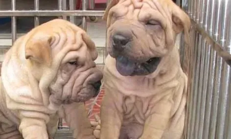 沙皮狗|沙皮犬寿命有多长，沙皮犬的成长历程是怎样的