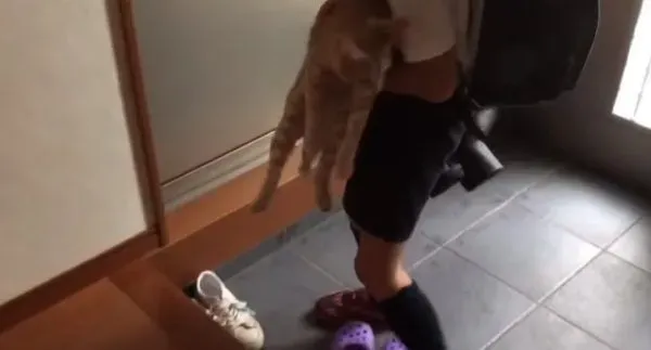 猫咪也爱出去玩 主人出门上课必须过猫咪的阻挡关卡 | 猫