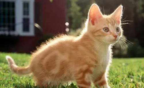 猫一天吃几顿 猫咪的合理饮食习惯 | 猫