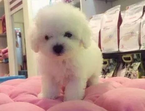 比熊犬|告诉你比熊犬为什么要补钙？怎样补才健康