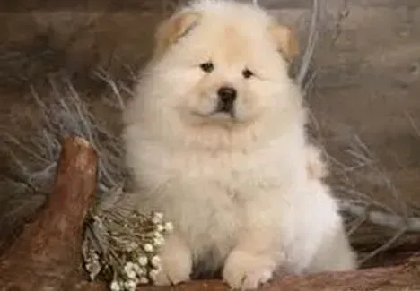 松狮犬|给松狮犬清洁卫生要注意的两个方面