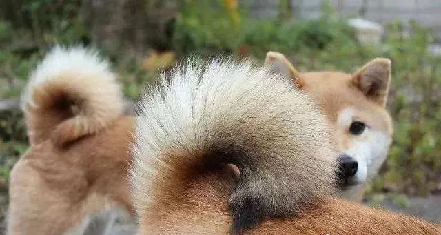 柴犬腿细是锻炼不够吗 柴犬腿细是可能怎么回事 | 柴犬