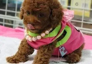 贵宾犬|贵宾犬吃多了出现拉稀的情况怎么办