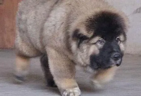 高加索犬|毛发厚重的高加索犬也会出现热痱子吗