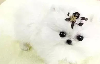 马尔济斯|4个月的马尔济斯犬有牙结石如何处理