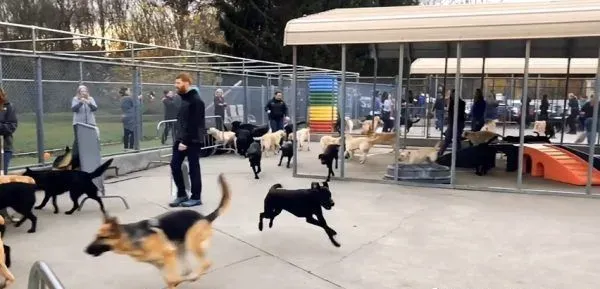 纽约导盲犬学校火警训练 174只狗狗顺利清空