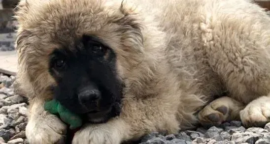 高加索犬|如何解决高加索犬夜晚吠叫的问题