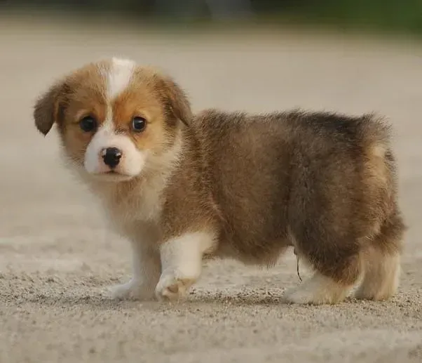 柯基犬|速速训练法 让你的柯基犬转身变“绅士”