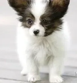 蝴蝶犬|蝴蝶犬突然厌食不吃东西的原因