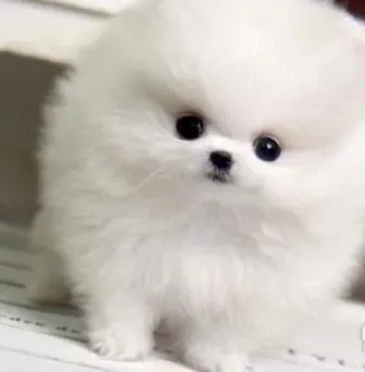 博美犬|博美犬最近总打喷嚏是感冒了吗 应吃什么药