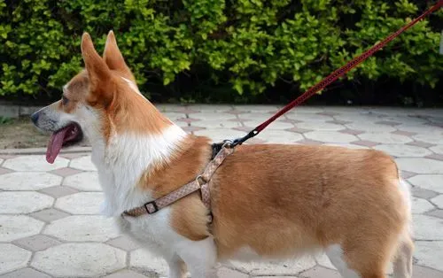 柯基犬的喂养 每天喂饲食物的量要适度 | 柯基犬