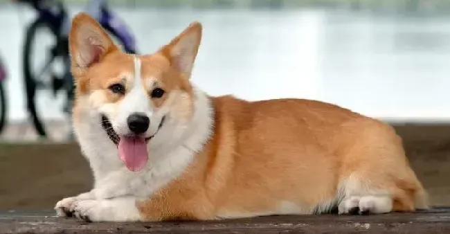 柯基犬|小脚丫的呵护 保护柯基犬的肉垫其实很简单