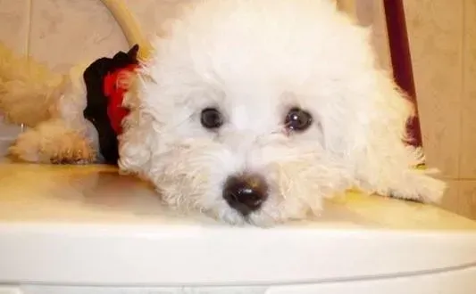 比熊犬|让夕阳更美 如何护理老年的比熊犬