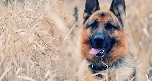 德国牧羊犬|狗狗牙病知识 德国牧羊犬患上牙齿疾病的原因和影响