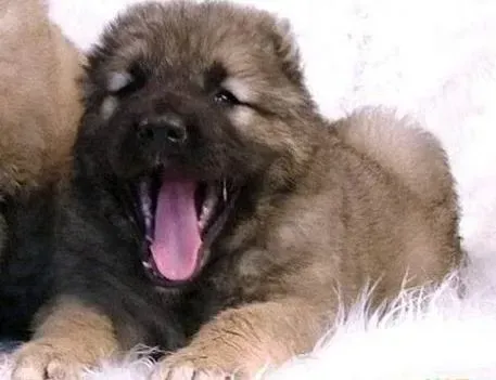 高加索犬|护理高加索犬时哪些事情不要忘