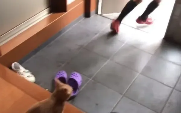 猫咪也爱出去玩 主人出门上课必须过猫咪的阻挡关卡 | 猫