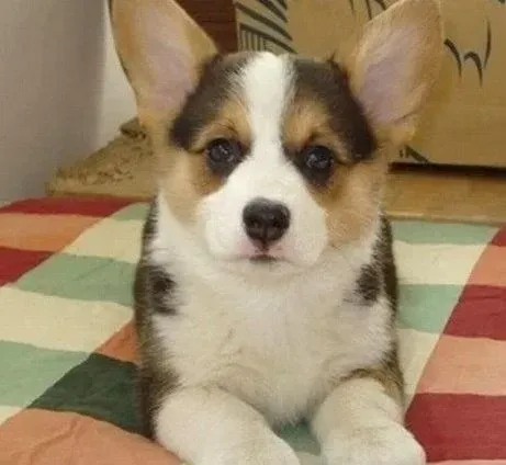柯基犬|喂养柯基犬的十二条基本守则
