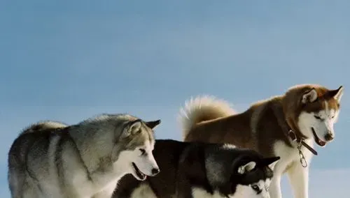 阿拉斯加雪橇犬辨别 胸部厚实肌肉丰富 | 阿拉斯加雪橇犬
