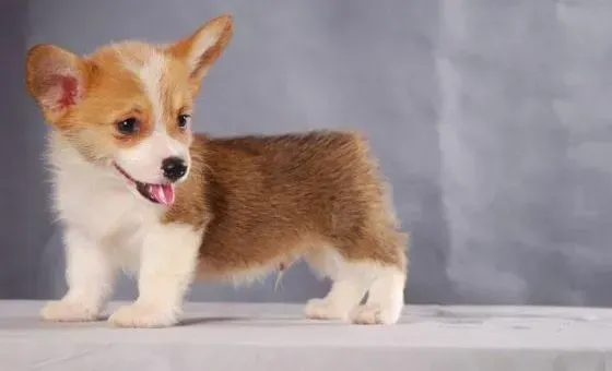 柯基犬|柯基犬乱翻垃圾桶应该怎样进行最正确的制止