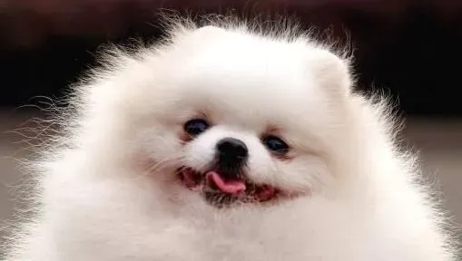 博美犬好饲养吗 博美犬的饲养重点是什么 | 博美犬
