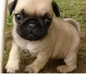 巴哥犬|巴哥犬真菌感染应该怎么治疗呢