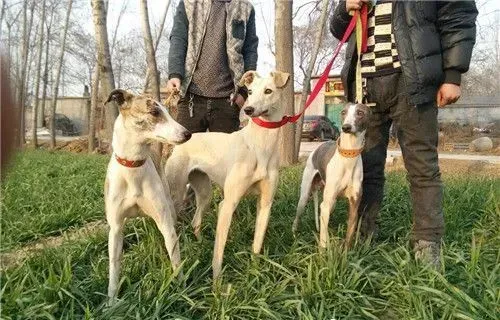 杰克罗素梗犬有体味吗 杰克罗素梗犬有体会的 | 杰克罗素梗