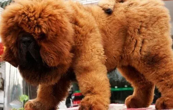 藏獒|正确喂养观念 饲养藏獒的最佳方法