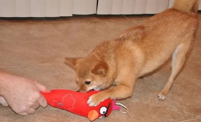 柴犬|柴犬霸占着玩具或东西不放怎么办