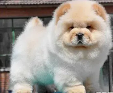 松狮犬|松狮犬患上严重的肺炎怎么办