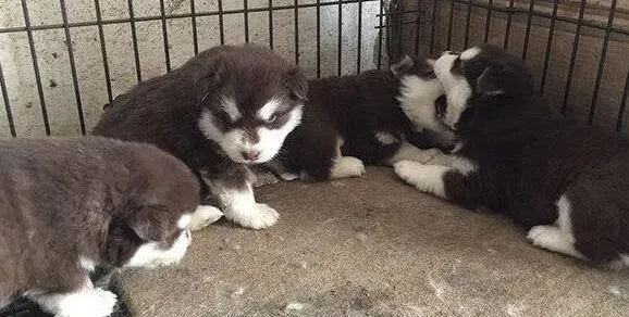 阿拉斯加犬|阿拉斯加雪橇犬犬瘟病症状