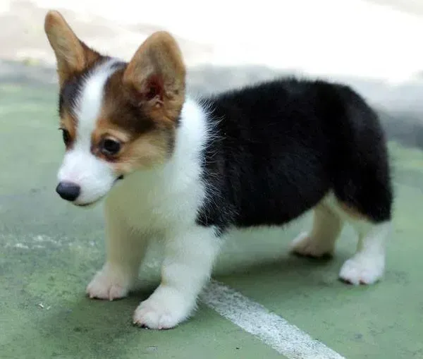 柯基犬|柯基犬拉肚子呈糊状的应该如何治疗