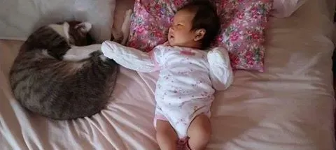 喵星人当哥哥陪伴妹妹睡觉 超温暖的画面