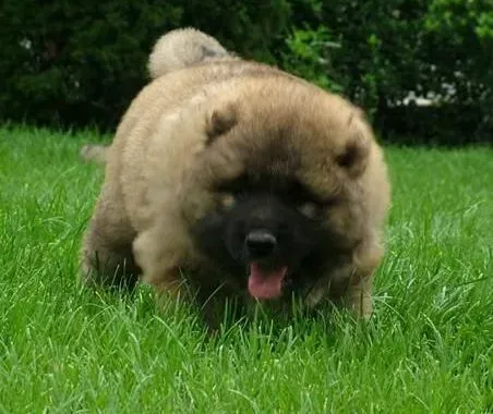 高加索犬|高加索犬专用的狗粮有哪些知识和特点