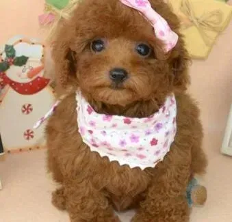 贵宾犬|贵宾犬患上犬瘟，不吃饭怎么办
