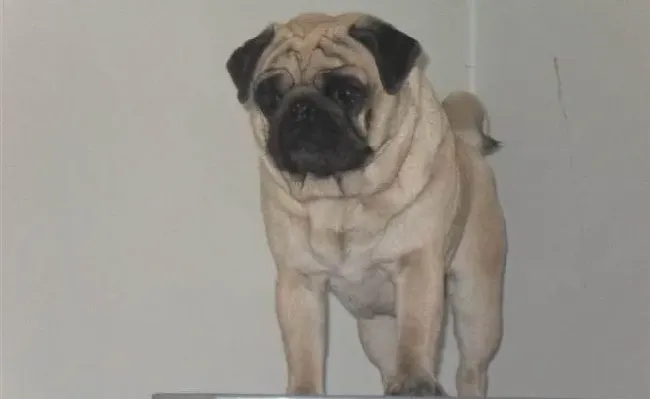 巴哥犬|人类吸烟对巴哥犬健康的危害