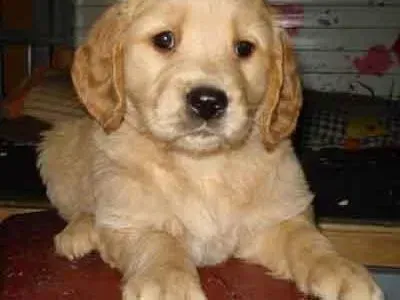 可卡犬|可卡犬最近有点拉稀，流鼻涕吃什么药好
