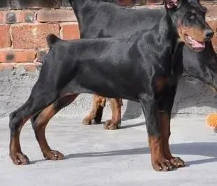 杜宾犬|杜宾犬患上犬瘟，专家们谁能帮帮我