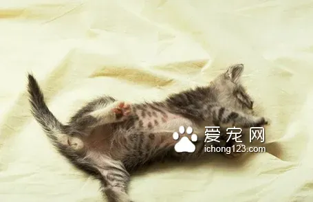 猫咪绝育注意事项 麻醉前8-12小时应该禁食 | 绝育