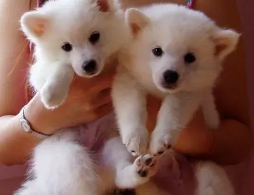 银狐犬|如何科学养护不同时期的银狐犬