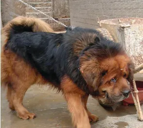 藏獒的认识 藏獒产于我国西藏和青海 | 藏獒