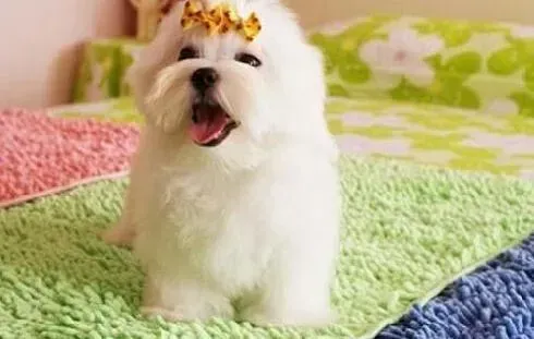 马尔济斯|马尔济斯犬生病，总用屁股噌地是怎么了