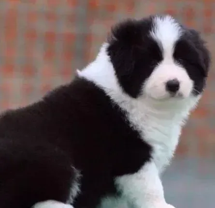 边境牧羊犬|学习为边境牧羊犬美容的三个小窍门